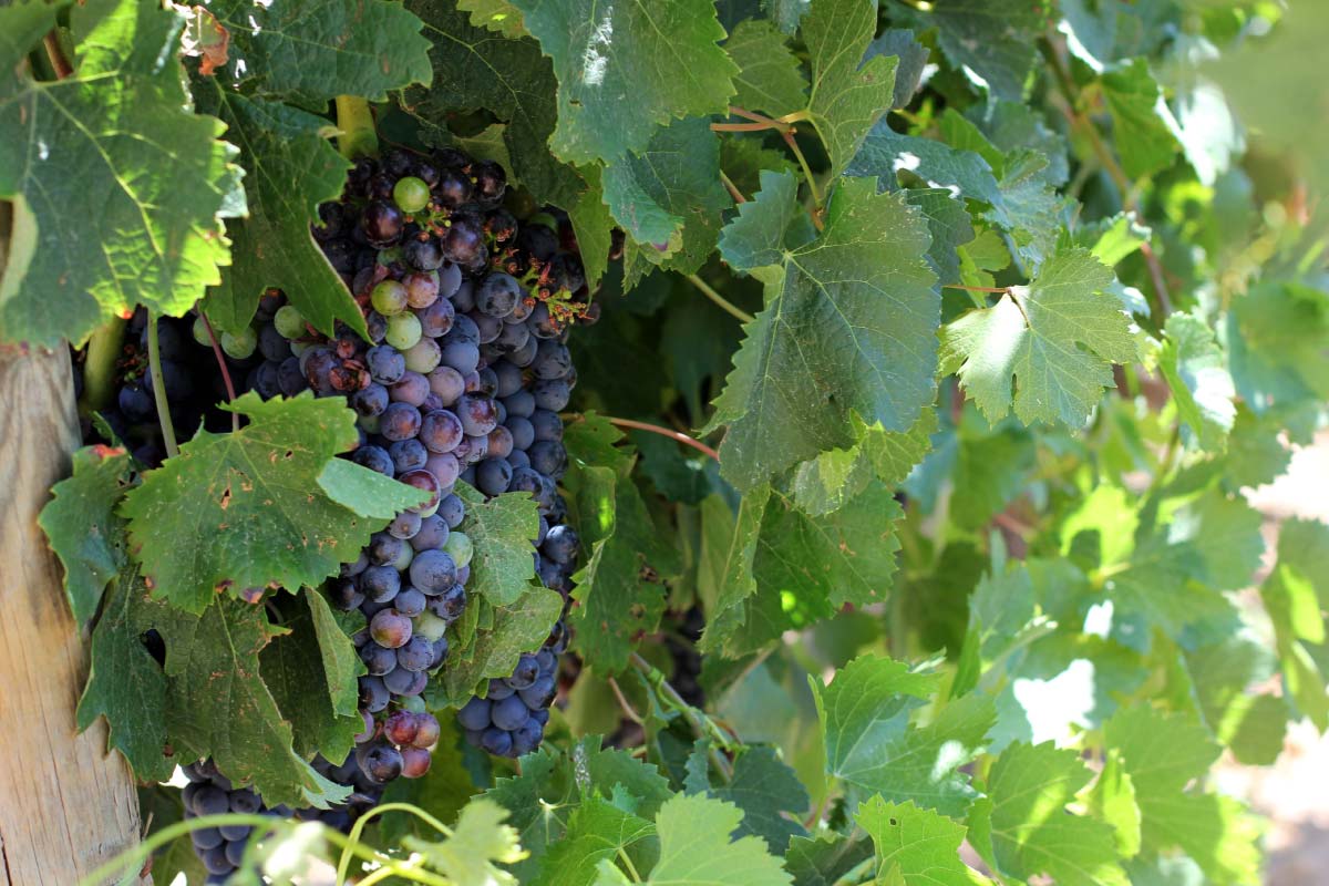 wine grapes seasonal emporda